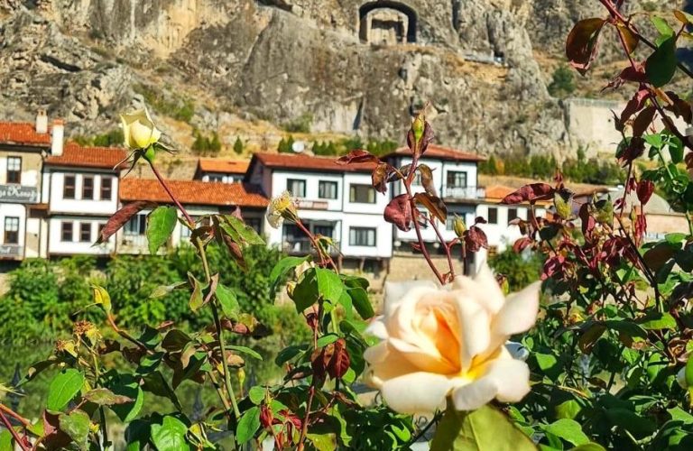 Kaya mezarları, geleneksel Osmanlı evleri ve ön planda açan beyaz bir gül ile Amasya manzarası.